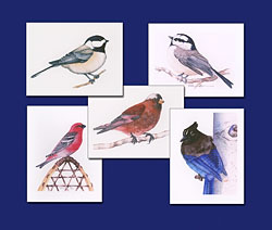 Rocky Mountain Birds notecard collection