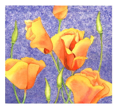California Poppies watercolor note cards