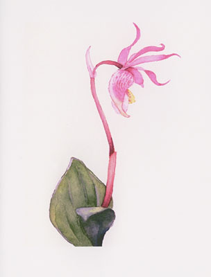Calypso Bulbosa watercolor note cards