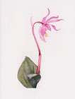 Calypso Bulbosa watercolor note card