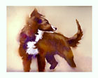 Collie without a Border watercolor note card