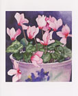 Cyclamen