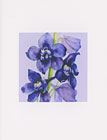 Delphinium