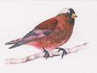 Gray-crowned Rosy Finch