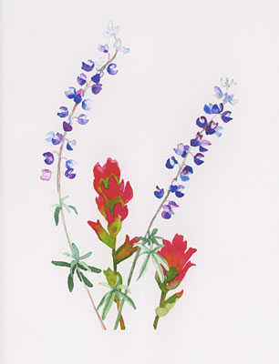 Lupine and Paintbrush watercolor note cards