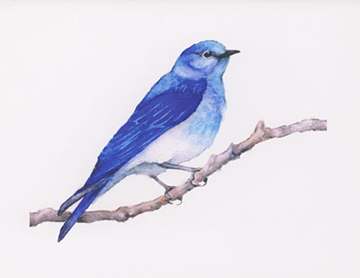 Mountain Bluebird watercolor note cards