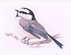 Mountain Chickadee