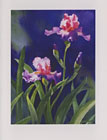 Pink and Purple Iris watercolor note card