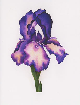 Purple Iris watercolor note cards
