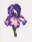 Purple Iris