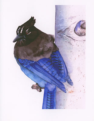 Steller's Jay watercolor note cards