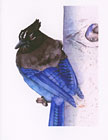 Steller's Jay